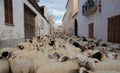 Flock of sheeps at Saint anthony animals blessing day