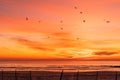 flock of shore birds and seagulls silhouetted against the bright sunrise clouds over the Atlantic Ocean