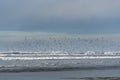 Flock of shorebirds flying on a stormy day at Copalis Beach, Ocean Shores, Washington State