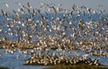 A flock of shorebirds