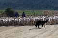 Flock of shorn Angora goats, South Africa