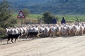 Flock of shorn Angora goats, South Africa
