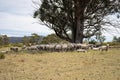 flock of shorn sheep in a dry paddock in summer with short grass