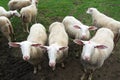 Flock of shorn sheep