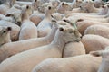 Flock of shorn sheep in a temporary paddock