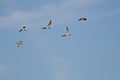 Flock of Short-Billed Dowitchers Flying in a Blue Sky Royalty Free Stock Photo