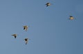 Flock of Short-Billed Dowitchers Flying in a Blue Sky Royalty Free Stock Photo