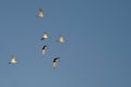 Flock of Short-Billed Dowitchers Flying in a Blue Sky Royalty Free Stock Photo