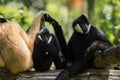 Flock of siamang gibbon on tree branch