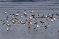 Flock of Siberian or STELLERS eiders flying to the sea on a winte