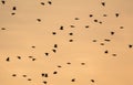 Flock silhouette during sunset