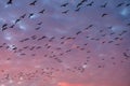 Flock of silhouetted migratory snow geese flying against a cloudy winter sky lit in sunset pink and purple tones