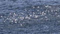 Flock of Silver Gulls