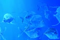 A flock of silver, almost transparent fish Royalty Free Stock Photo