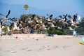 Black skimmers Royalty Free Stock Photo