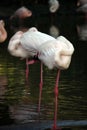 Flock of sleeping flamingos nature