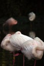 Flock of sleeping flamingos