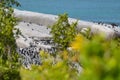 Flock of small African penguins at Boulder Beach just outside Cape Town