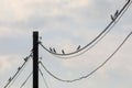 Flock of small birds Great Tits rests on wire of power line, black and white panorama Royalty Free Stock Photo