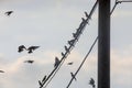 Flock of small birds Great Tits rests on wire of power line, black and white panorama Royalty Free Stock Photo