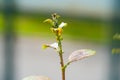 The flock of small black aphids on a stem of a plant Royalty Free Stock Photo