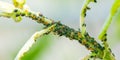 The flock of small black aphids on a stem of a plant Royalty Free Stock Photo