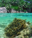 Small fish playing on coral. Paradise kindergarten