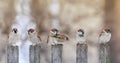 Flock of funny birds sparrows sit on a wooden fence in a row and have fun chatter