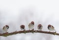 flock of funny birds sparrows sitting on a tree branch in the winter garden under falling snowflakes Royalty Free Stock Photo