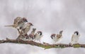 Flock of small funny birds sparrows sitting on a tree branch in the winter garden under falling snowflakes and waving their wings Royalty Free Stock Photo
