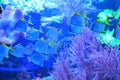 A flock of small silvery fish floats in pink corals