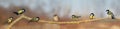 Flock of small songbirds Tits sitting on a branch in a Sunny garden in different poses in a panoramic photo