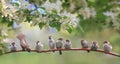 Flock of small sparrow chicks sits among the blooming white branches of an apple tree in a spring park Royalty Free Stock Photo