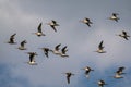 Flock of snipes soar through a blue sky Royalty Free Stock Photo
