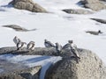 Snow buntings on a rock