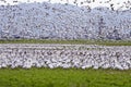 Flock of snow geese