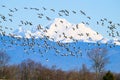 Flock of snow geese fly in front of distant Mount Baker in winter Royalty Free Stock Photo