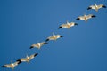 Flock of Snow Geese Flying in a Blue Sky Royalty Free Stock Photo