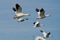 Flock of Snow Geese Flying in a Blue Sky Royalty Free Stock Photo