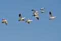 Flock of Snow Geese Flying in a Blue Sky Royalty Free Stock Photo