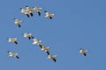 Flock of Snow Geese Flying in a Blue Sky Royalty Free Stock Photo