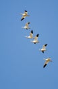 Flock of Snow Geese Flying in a Blue Sky Royalty Free Stock Photo