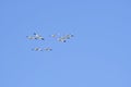 A flock of Snow geese flying in the blue sky.   Richmond BC Royalty Free Stock Photo