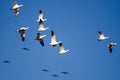 Flock of Snow Geese Flying in a Blue Sky Royalty Free Stock Photo