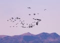 Flock of snow geese over mountain ridge at sunset Royalty Free Stock Photo
