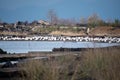 A flock of snow geese resting on the ground. Royalty Free Stock Photo