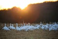 A flock of snow geese seeking food in the field at Middle Creek Wildlife Management Area at sunset, Stevens, Pennsylvania Royalty Free Stock Photo