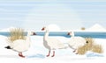 A flock of snow geese on the shores of the Arctic Ocean. Birds of the Arctic. White arctic goose Anser caerulescens Royalty Free Stock Photo