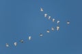 Flock of Snowy Egrets in flight - Cedar Key, Florida Royalty Free Stock Photo