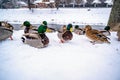 Flock of snowy wild duck on river bank in cold winter day